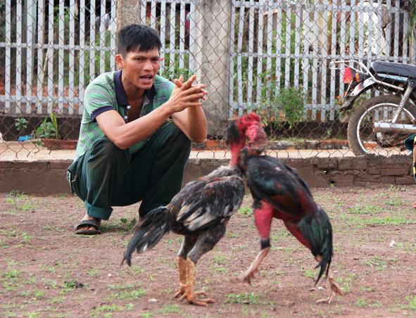 Đá Gà đông Timor Là Gì? Kèo đấu Và Thuật Ngữ Liên Quan Đá Gà đông Timor Là Gì? Kèo đấu Và Thuật Ngữ Liên Quan