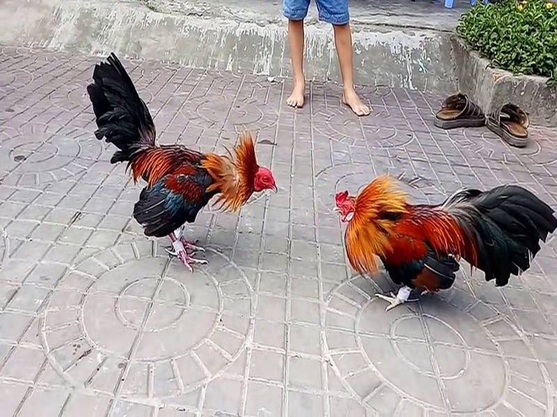 Xem đá Gà Phát Lại ở đâu Chất Lượng Tốt Nhất