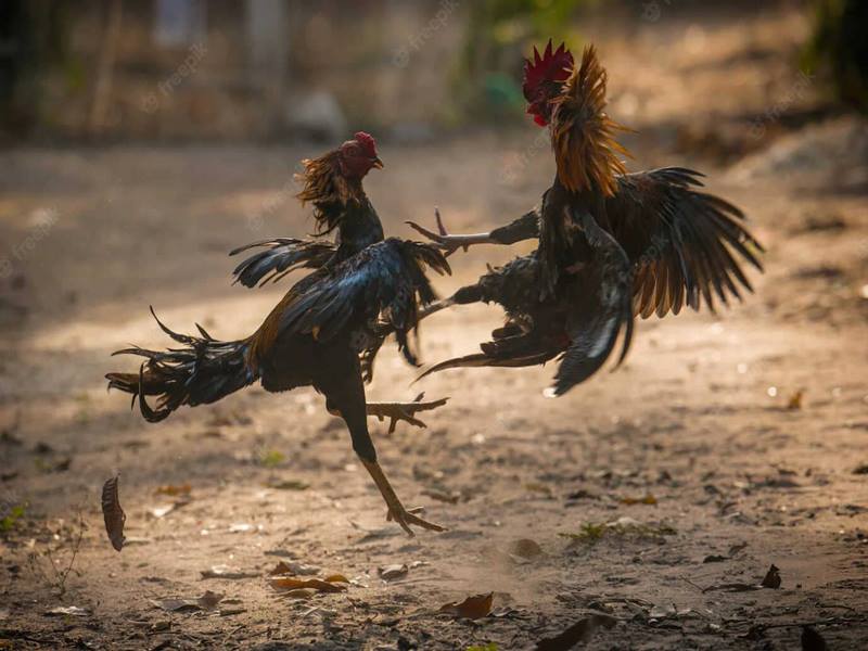 Đá Gà Thomo 67 - Trường Chọi Gà Này ở đâu Và Luật Thế Nào? Đá Gà Thomo 67 - Trường Chọi Gà Này ở đâu Và Luật Thế Nào?