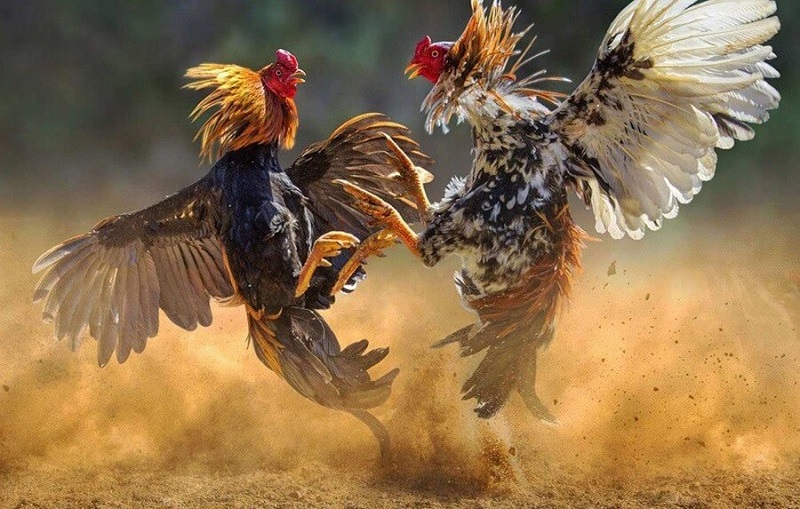 Meron Là Gì? Khi Nào Dân Cược Nên đặt Vào Cửa Meron