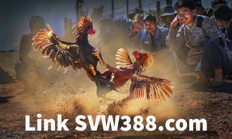 Link Vào đá Gà Bcz956 Mới Nhất Không Bị Chặn 2026