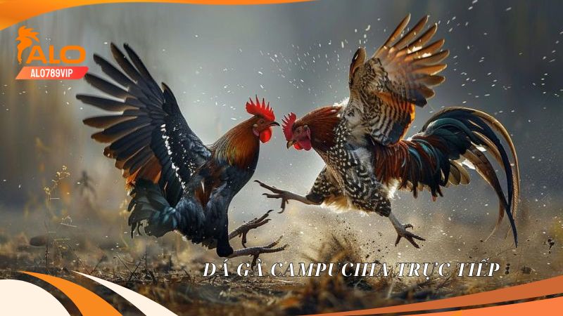 Link Vào Mcwlive.com Mới Nhất Không Bị Chặn 2026
