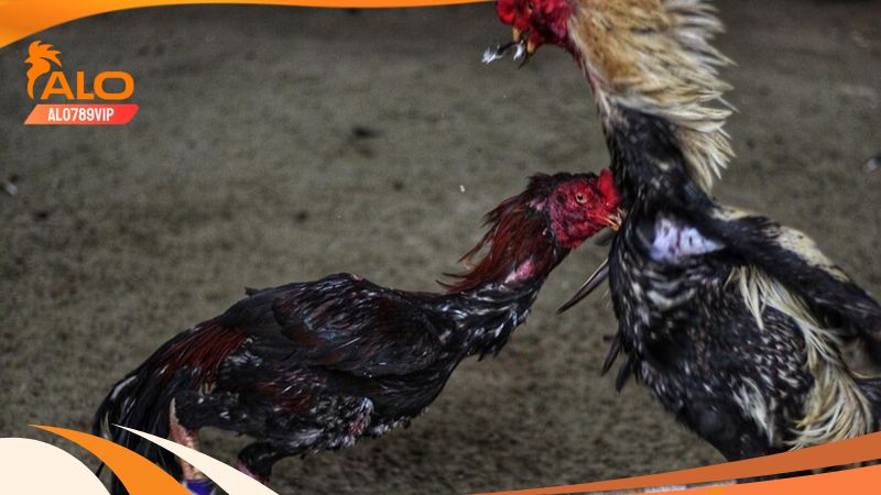 Đá Gà CPC2 - Đấu Trường Đẳng Cấp Với Nhiều Trận Gà Kinh Điển