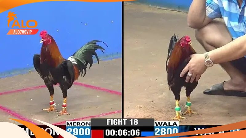 Đá Gà CPC2 - Đấu Trường Đẳng Cấp Với Nhiều Trận Gà Kinh Điển