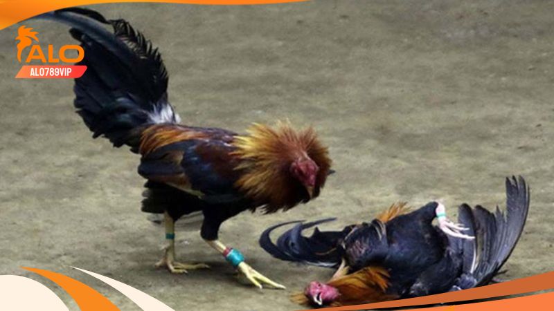 Đá Gà CPC3 - Trải Nghiệm Những Màn Tranh Tài Đầy Mãn Nhãn