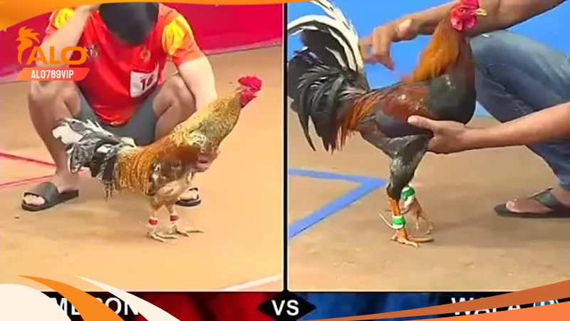 Đá Gà CPC4 - Sảnh Đá Gà Lớn Với Những Trận Đấu Mãn Nhãn