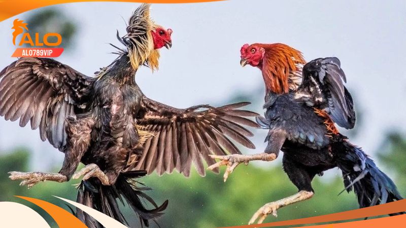 Hôm Nay Đá Gà Gì Tốt Nhất? Cách Xem Ngày - Chọn Ngày Đá Gà Hôm Nay Đá Gà Gì Tốt Nhất? Cách Xem Ngày - Chọn Ngày Đá Gà