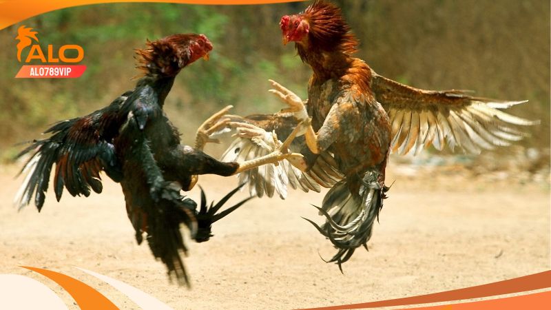 Hôm Nay Đá Gà Gì Tốt Nhất? Cách Xem Ngày - Chọn Ngày Đá Gà Hôm Nay Đá Gà Gì Tốt Nhất? Cách Xem Ngày - Chọn Ngày Đá Gà