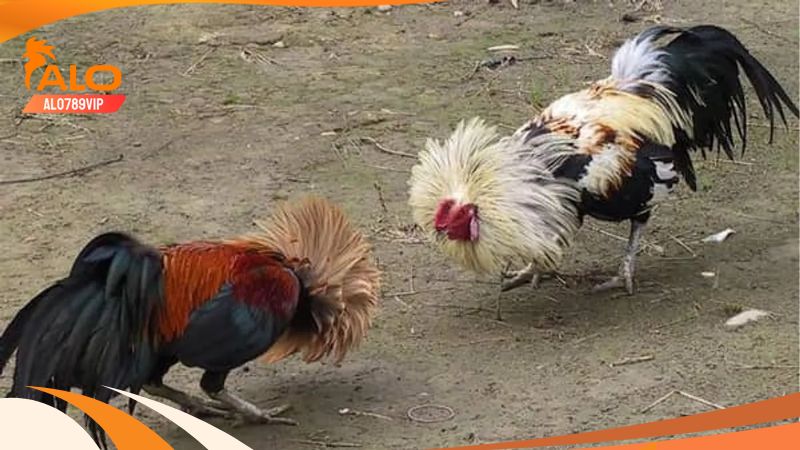 Hôm Nay Đá Gà Gì Tốt Nhất? Cách Xem Ngày - Chọn Ngày Đá Gà Hôm Nay Đá Gà Gì Tốt Nhất? Cách Xem Ngày - Chọn Ngày Đá Gà