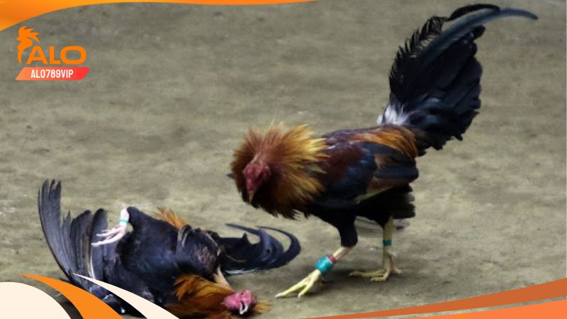 Thomo Hôm Nay: Thuật Ngữ Và Bí Kíp Chơi Đá Gà Thomo Chuẩn