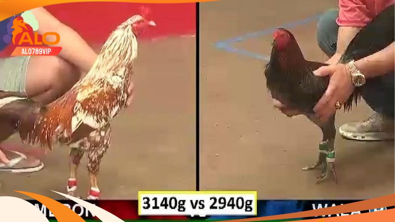 Thomo Hôm Nay: Thuật Ngữ Và Bí Kíp Chơi Đá Gà Thomo Chuẩn