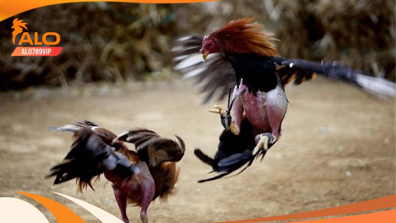 Thomo Hôm Nay: Thuật Ngữ Và Bí Kíp Chơi Đá Gà Thomo Chuẩn