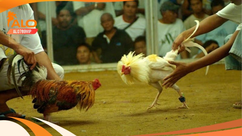Trực Tiếp Đá Gà Tại Alo789 Có Gì Hay? Lưu Ý Khi Chơi Đá Gà