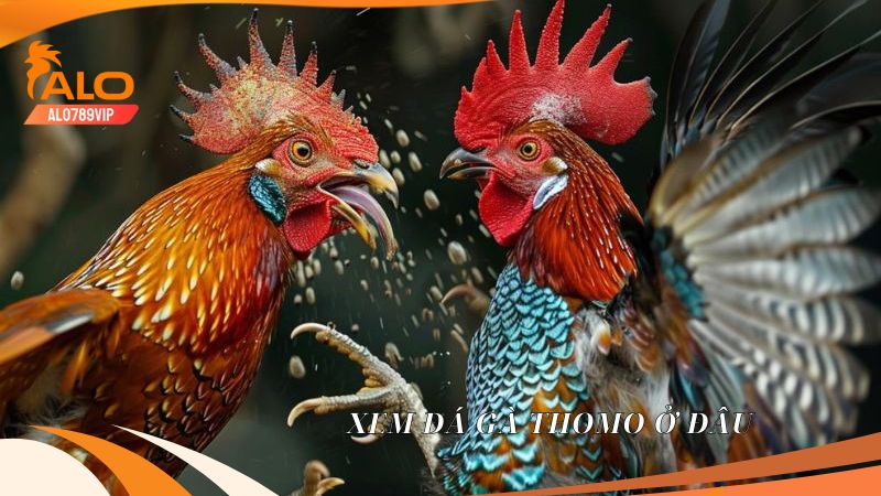 Đá Gà CPC1 - Sảnh Đá Gà Mang Đến Những Trận Đấu Siêu Hấp Dẫn